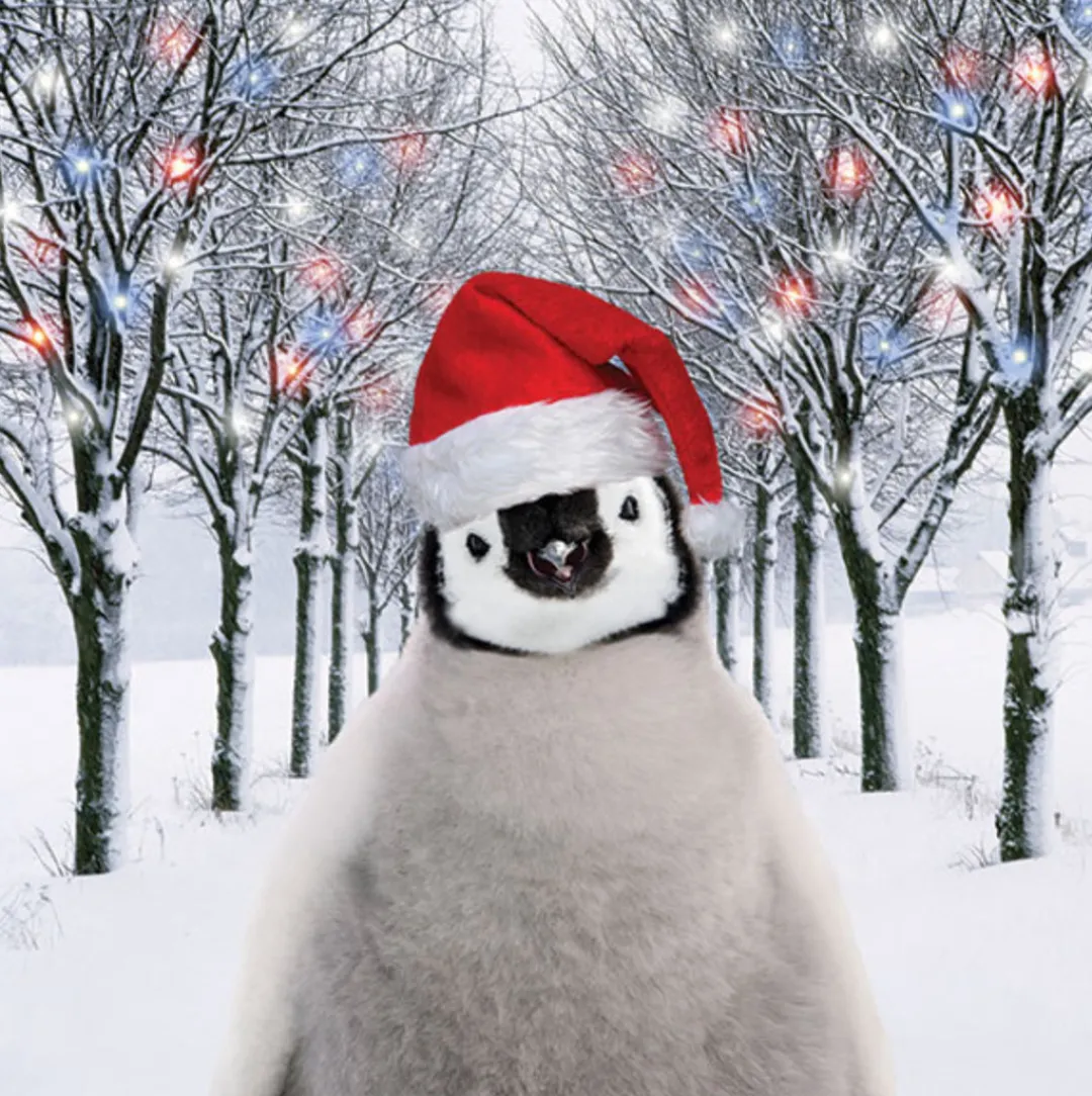 The Christmas Shop Pack Of Penguin Charity Cards| Packs Of Cards